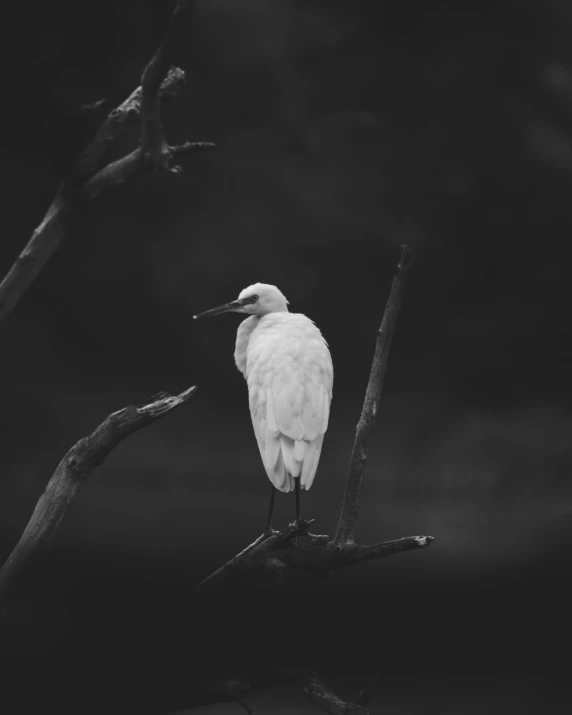 black and white po of bird perched on the nch