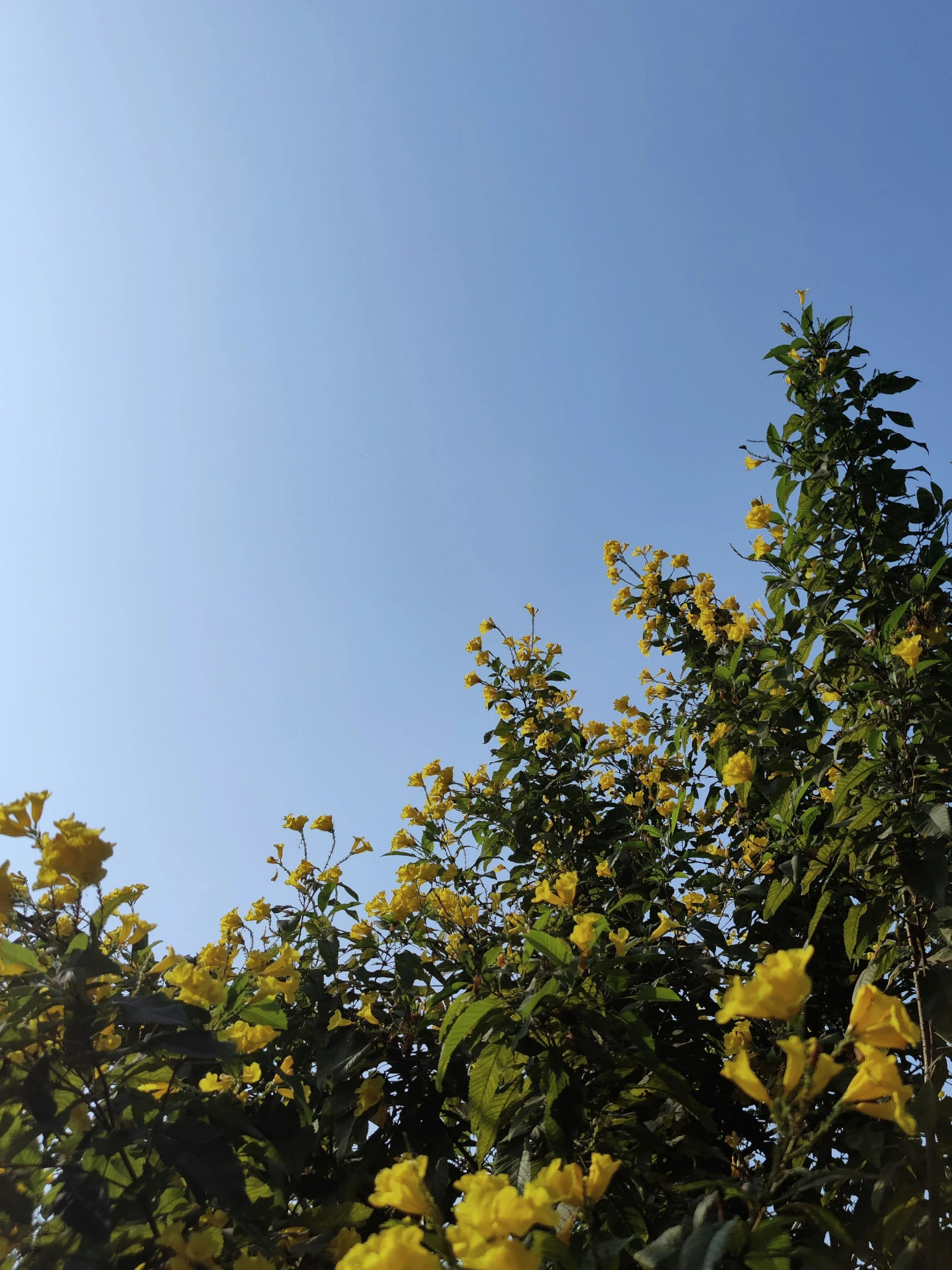 yellow flowers in the foreground with blue sky