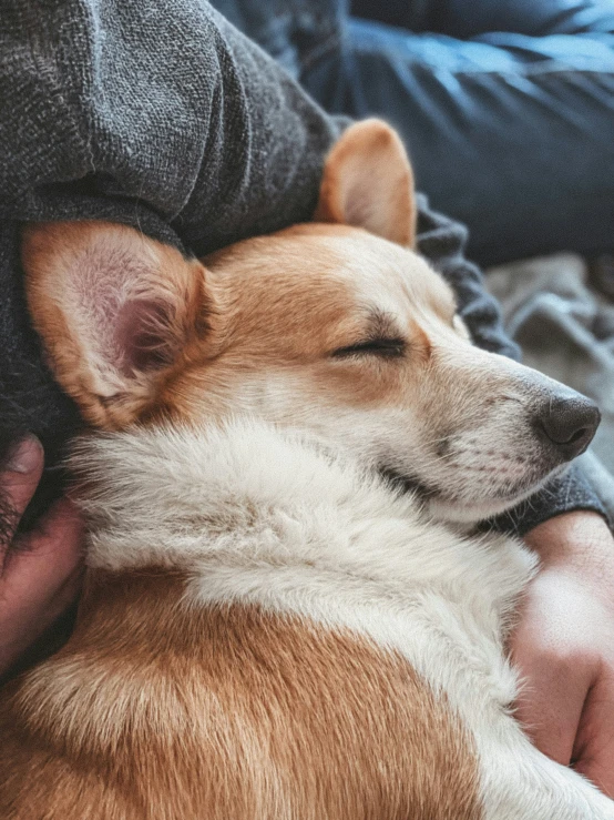 a dog is sleeping in the lap of someone holding their hand