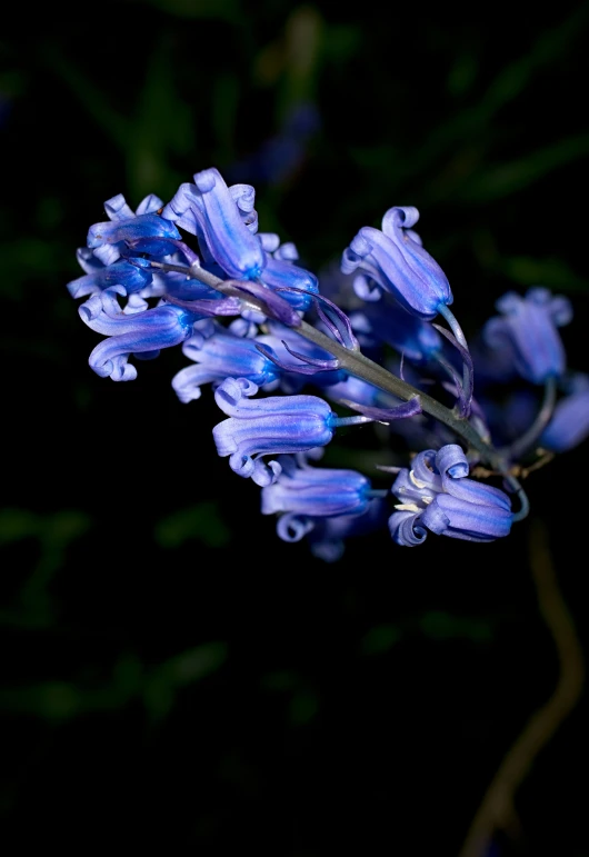 blue flowers, buds, and green leaves all blooming