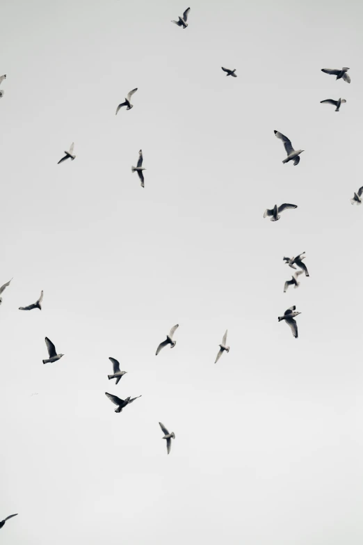 a flock of birds flying in a clear sky