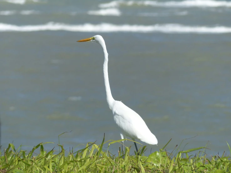 a white bird with a long neck is standing in the grass