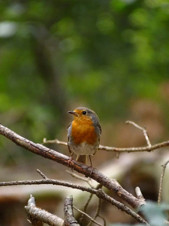 a small orange bird sitting on a tree nch