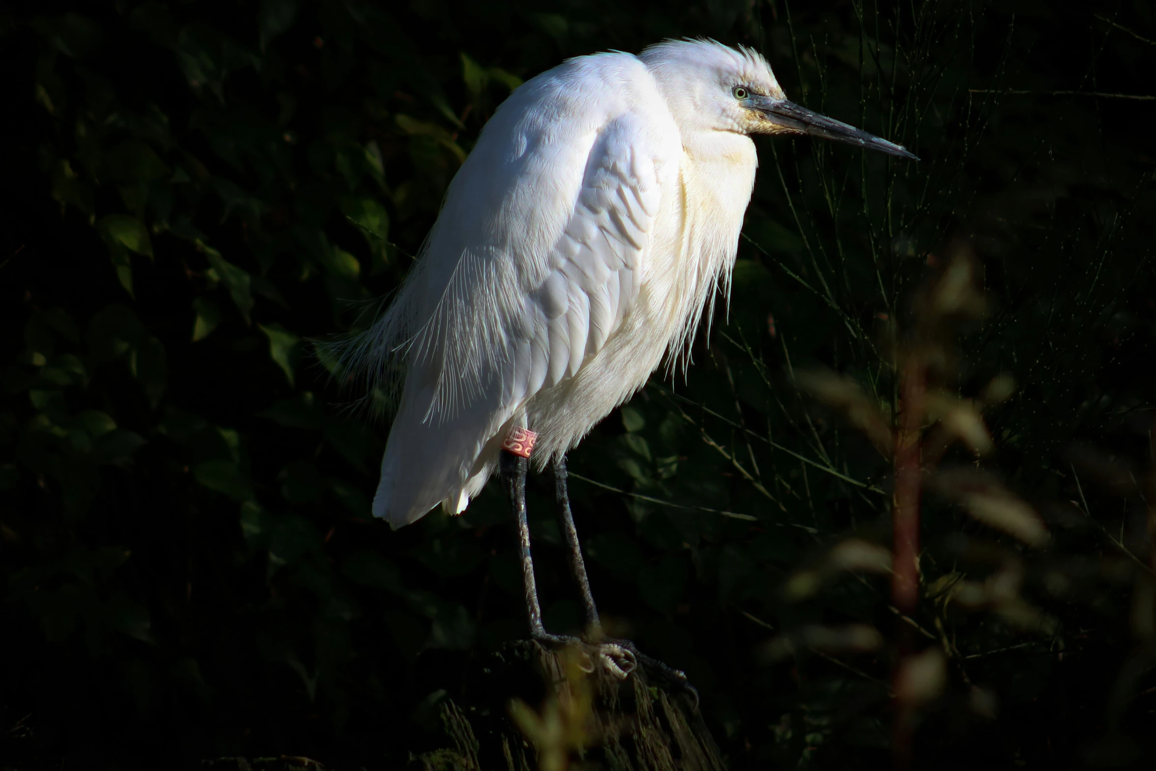 a white bird is standing alone near green grass