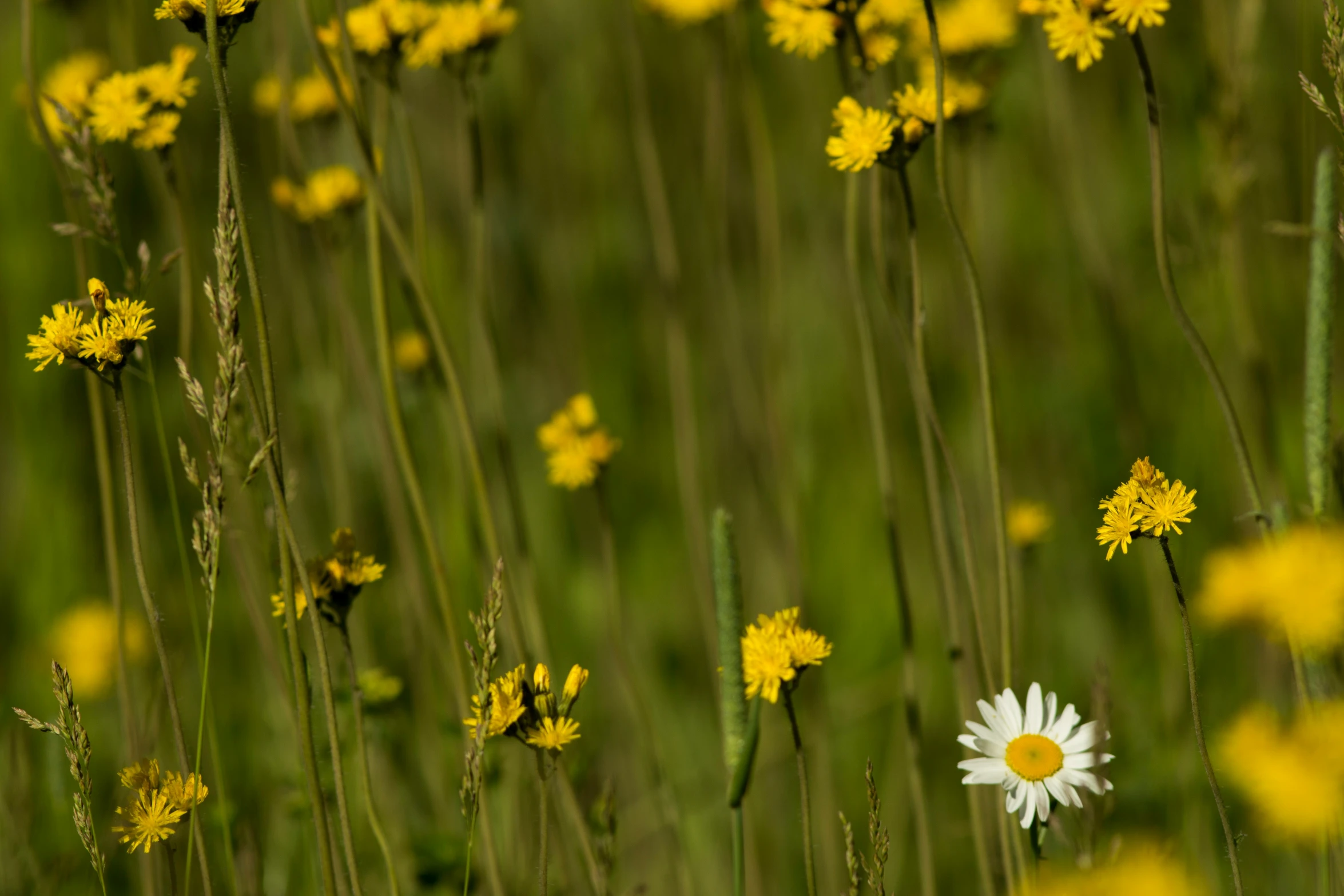 many yellow and white flowers in a grassy field