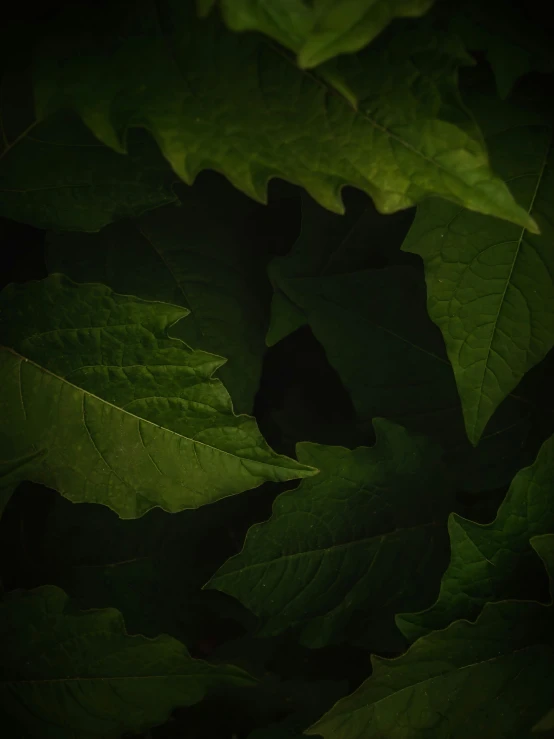 a large amount of green leaves in the dark