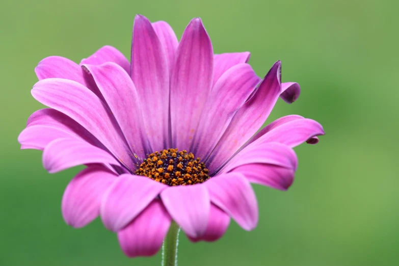 a pink flower with a green back ground