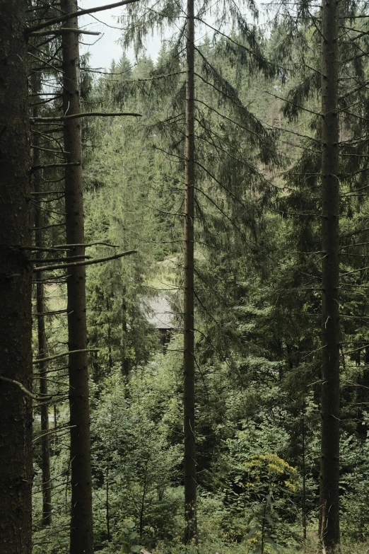 a bench sitting in the woods beside trees