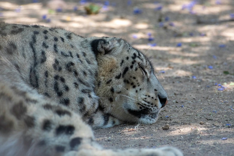 snow leopard laying on the ground surrounded by flowers