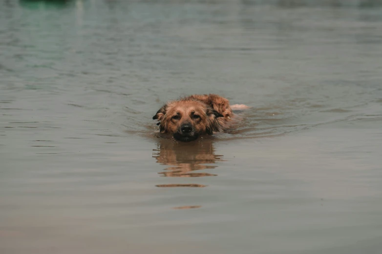 a dog is swimming in the lake with his face partially submerged