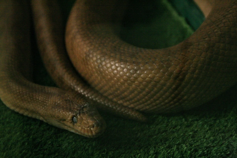 a large brown snake curled up next to grass