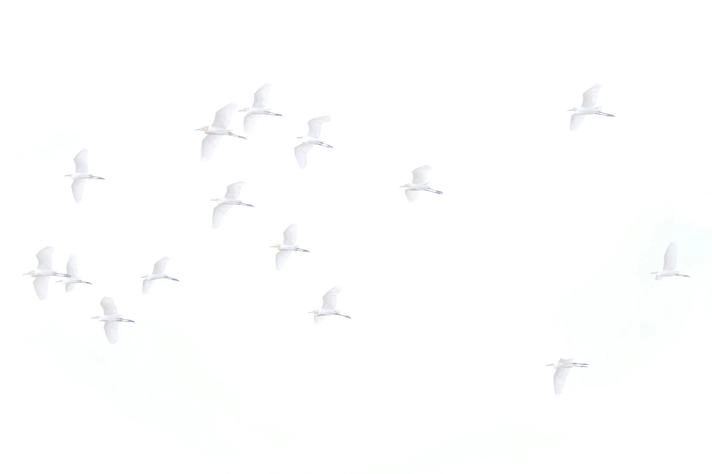 a group of birds flying in the sky