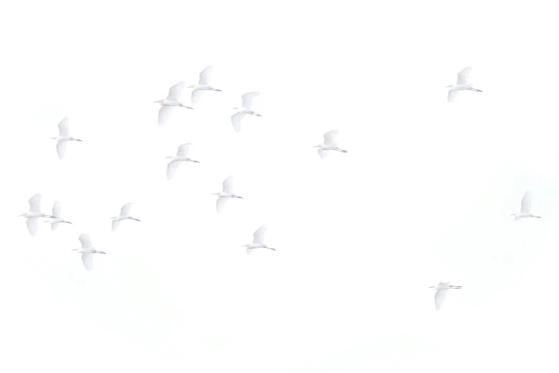 a group of birds flying in the sky