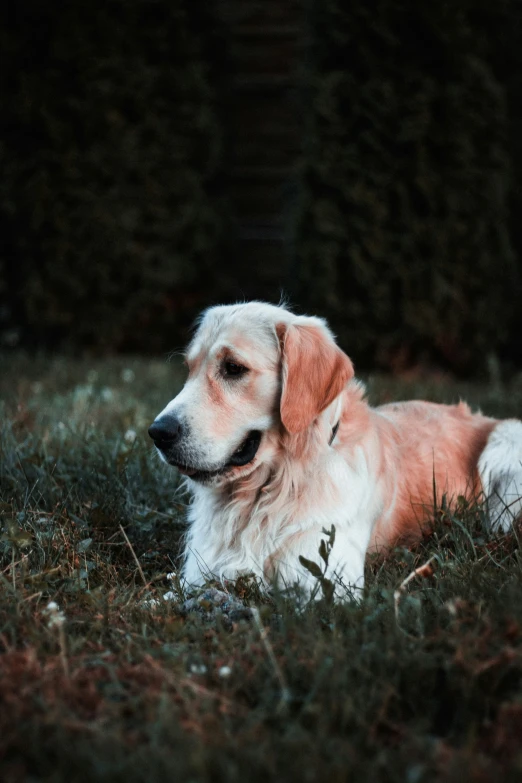 a dog laying down in the middle of a field