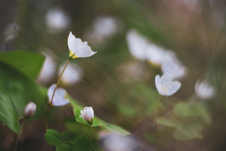 some white flowers are growing on a tree