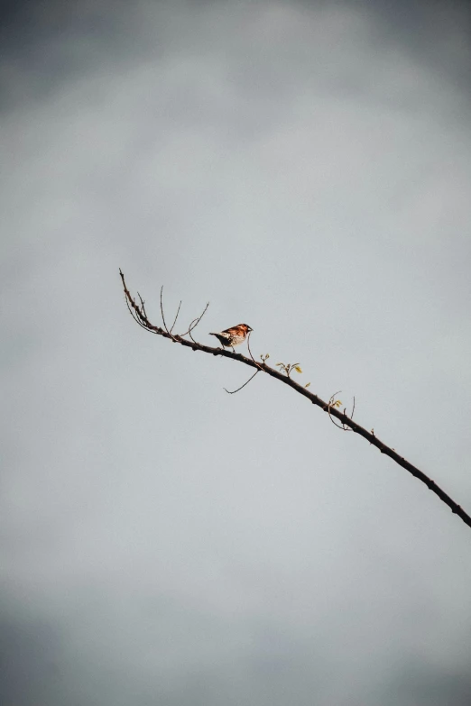 a lone bird sitting on a bare tree nch