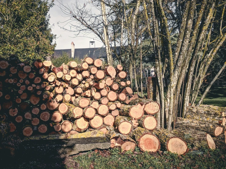 pile of trees with one fallen and the other in the forest