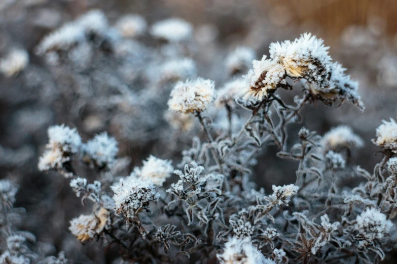 the snow on a flowering plant is melting in the sun