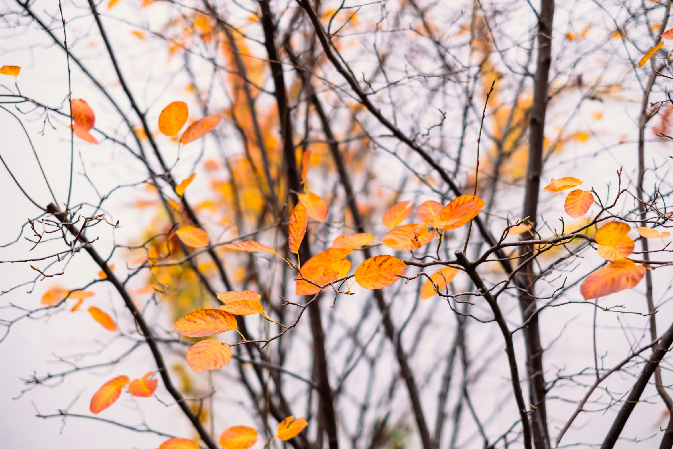 leaves of a tree are yellow and falling to the ground