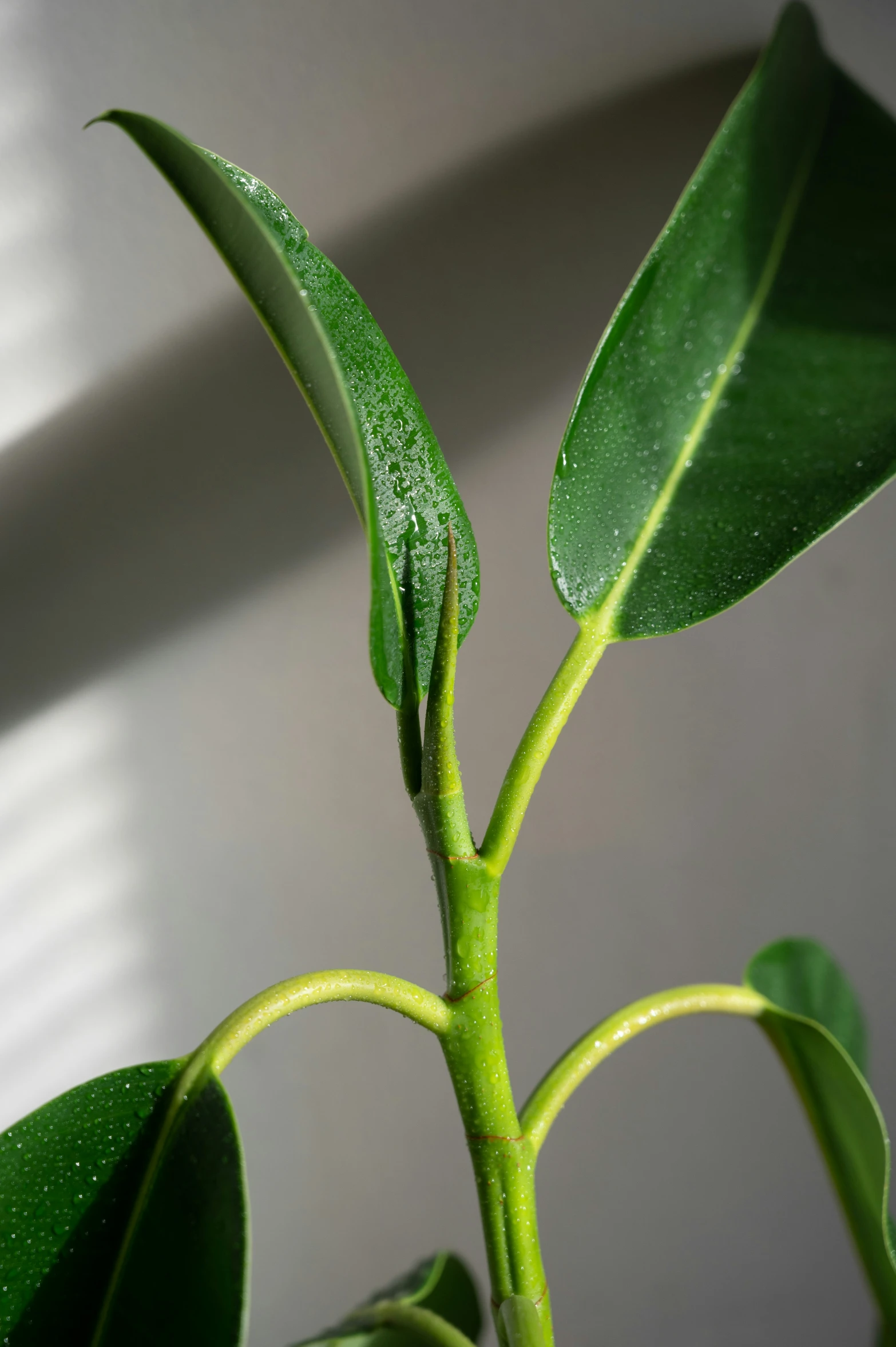 green plants with tiny white dots on them