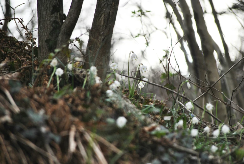 some very pretty plants and trees in the wilderness