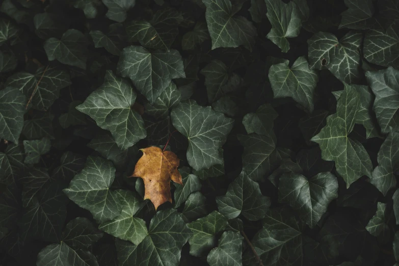 an oak leaf in the midst of green leaves