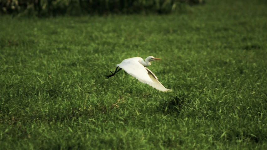 a white and black bird is flying through the grass