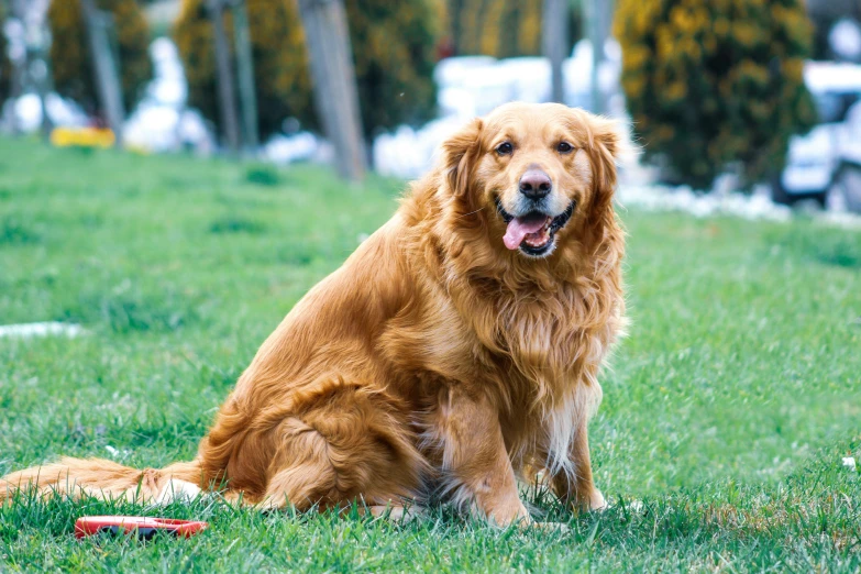 a golden retriever sits in a field and poses for a pograph