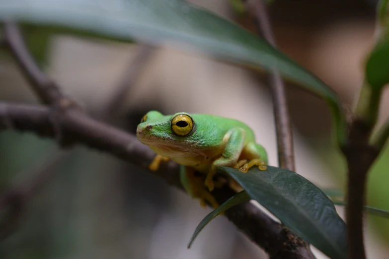 a green frog sits on a nch with leaves