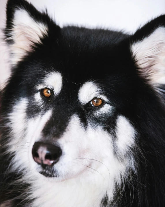 a close up of a dog with yellow eyes