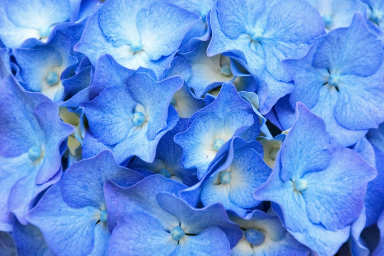 a close up view of some blue flowers