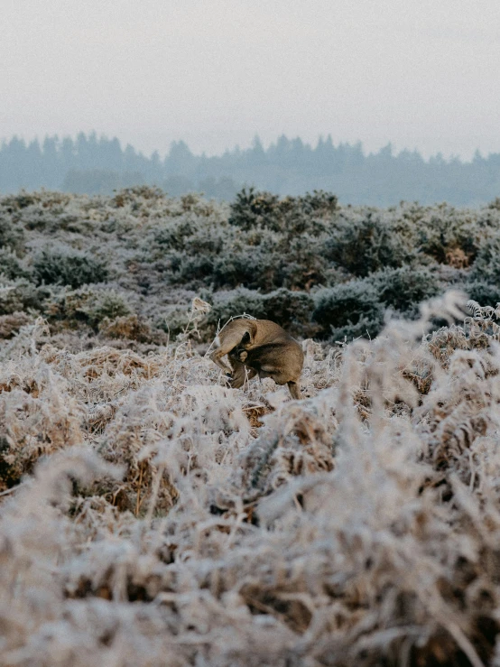 a wolf standing on the top of a tall hill