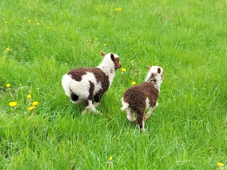 two baby sheep walking in a field next to each other