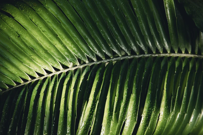 a close - up s of the green leaves of an unkempt banana