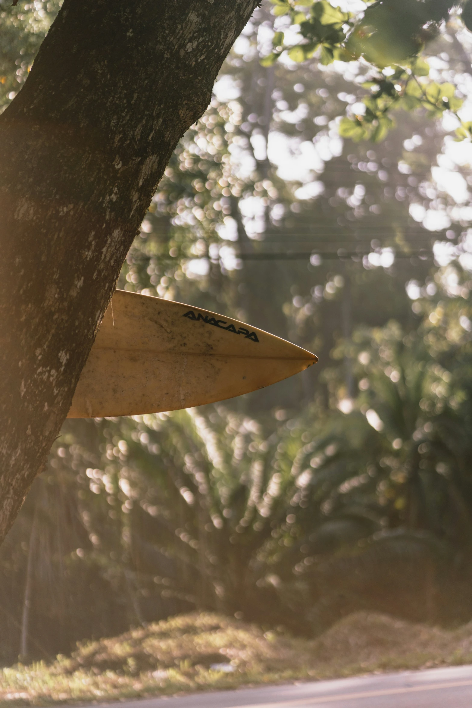 a surfboard stuck in the trunk of a tree