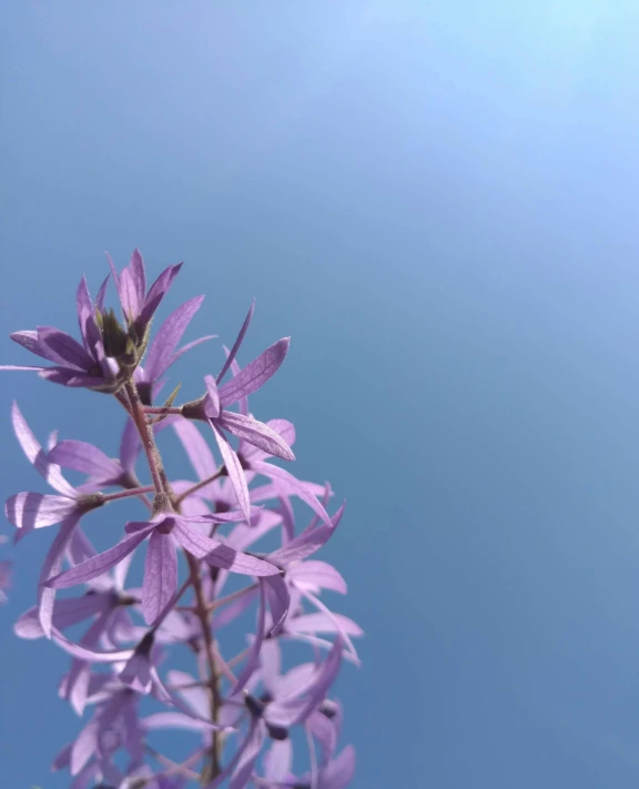 a small purple plant with leaves against a blue sky