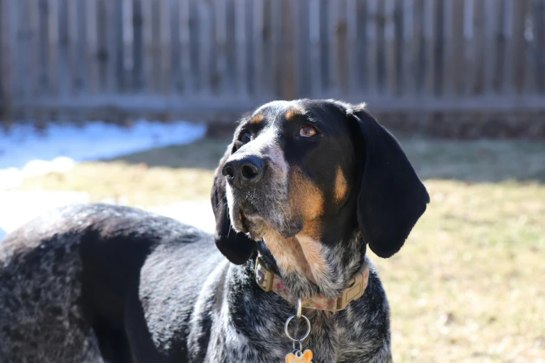 a black and brown dog with a red tag in its ears