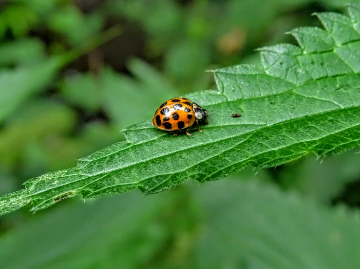 a lady bug sitting on the tip of a green leaf