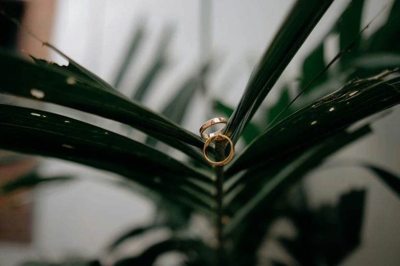 an image of a couple's rings in a ring on a plant