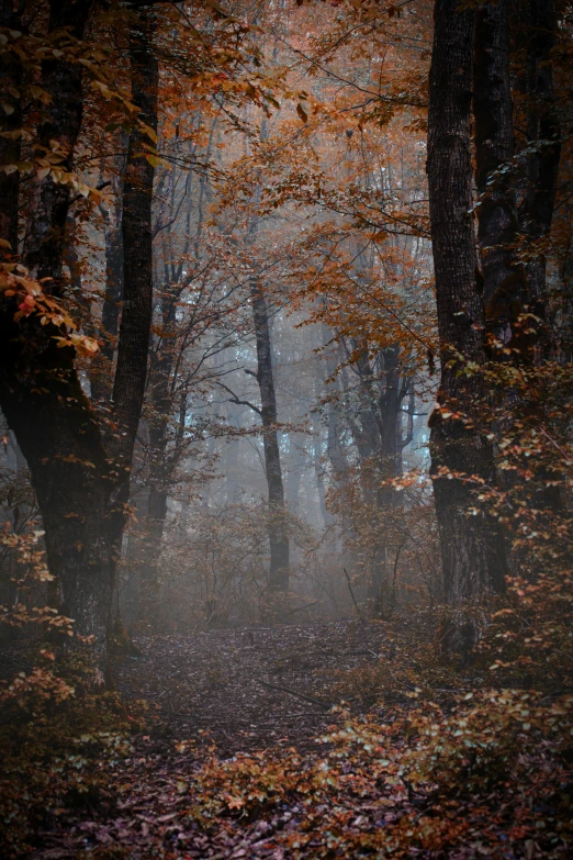 the foggy wooded area is full of leaves