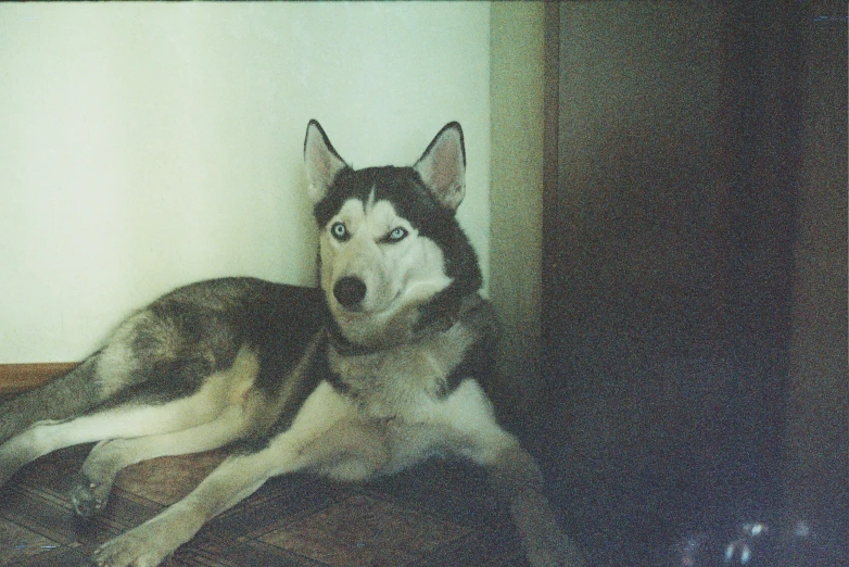 a husky dog is laying down with its front paws behind itself