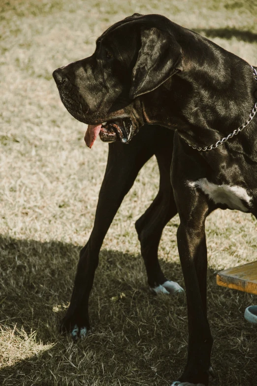 a dog standing next to a person holding a skateboard