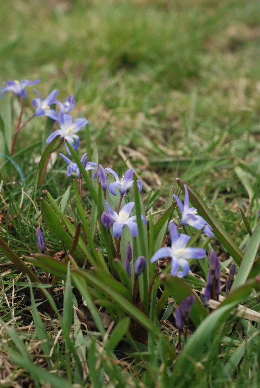 a bunch of blue flowers growing in the grass