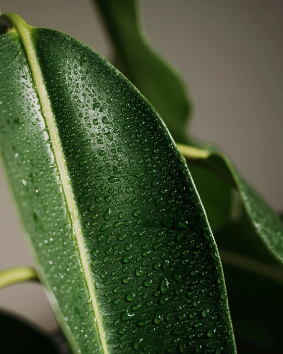 a green plant with dew covered leaves