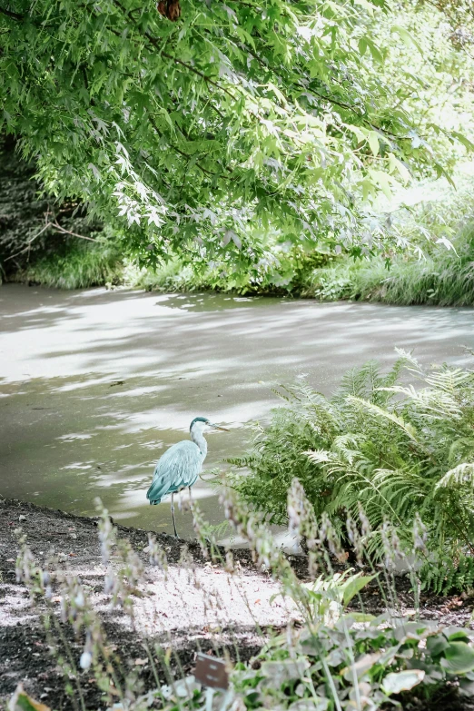 a bird is standing in shallow water in a field