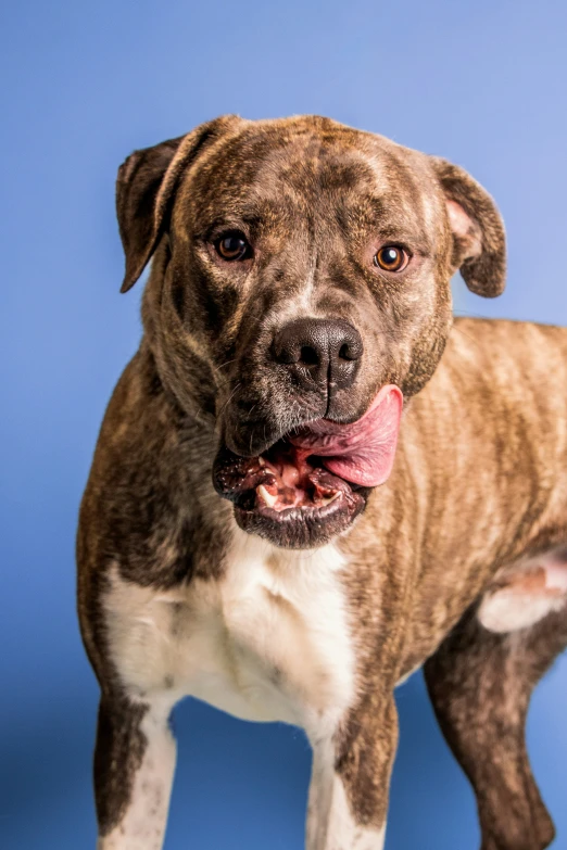 dog on a blue background looking at camera