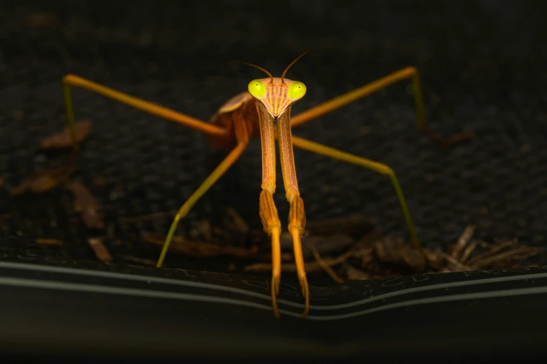 the insect with bright colors is walking in a dark room