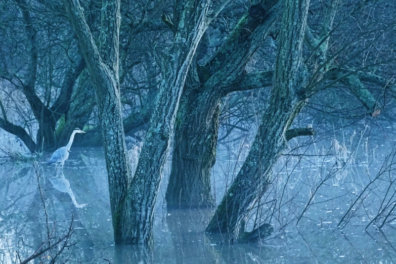 a crane stands in the middle of a flooded pond
