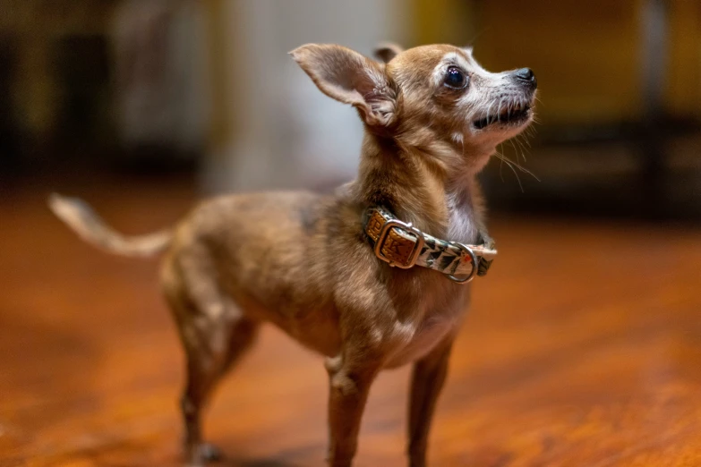 small dog standing up in the middle of a hardwood floor