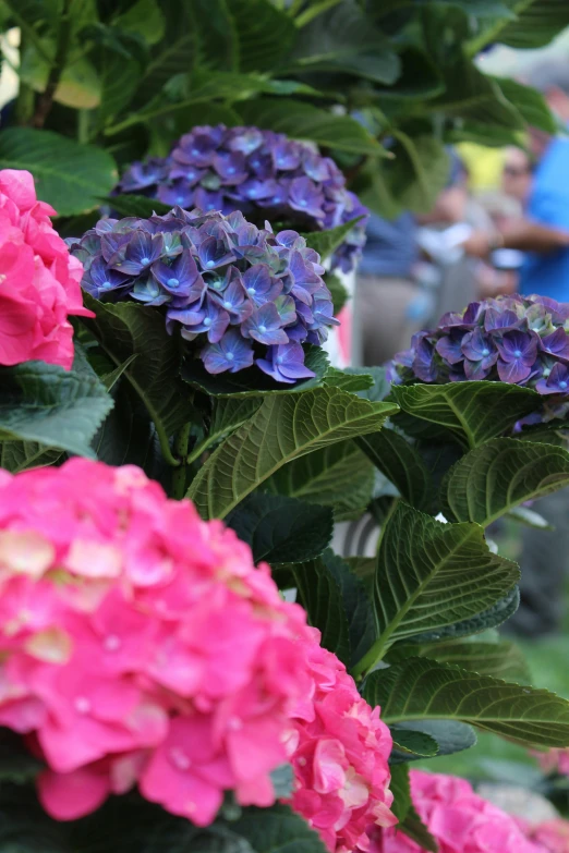 a group of bright pink and blue flowers in various varieties